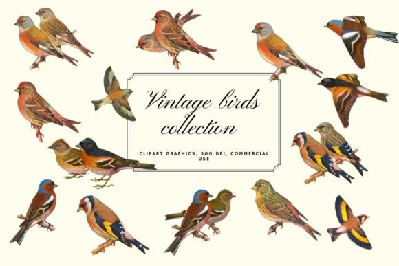Charming Vintage Birds Clipart for Rustic Projects